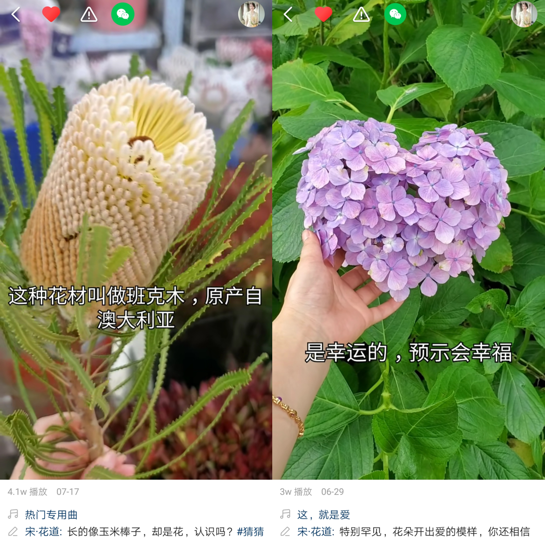 圖片包含 鮮花, 植物 描述已自動生成